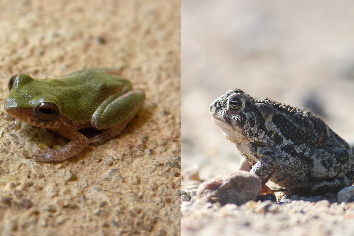 Jangan Sampai Keliru! Ini Bedanya Katak Vs Kodok