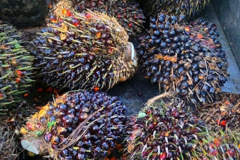 Ironi Sawit Tesso Nilo: Pemerintah Tak Tegas, Masalah Menumpuk