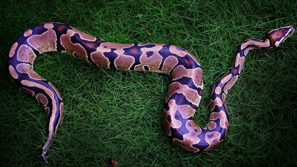 Ular Piton Merupakan Salah Satu Jenis Ular Terbesar Di Dunia