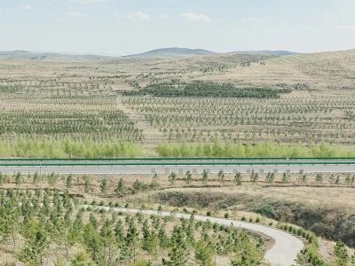 Proyek Raksasa China Hadang Gurun Dengan Miliaran Pohon