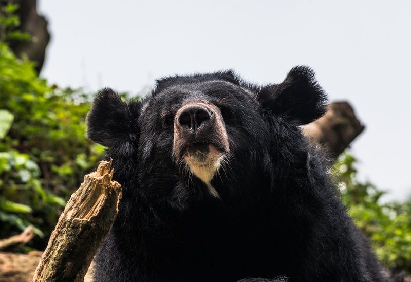 Beruang Jepang Meneror Warga, Militer Dan Polisi Dikerahkan