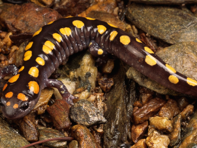 Perbedaan Newt Dan Salamander Dalam Perspektif Ilmiah Modern