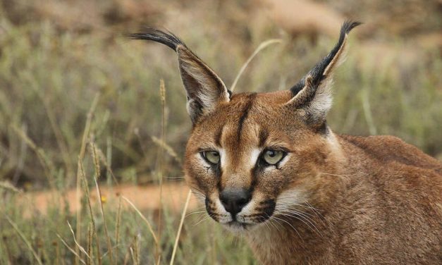 Harapan Baru Konservasi Satwa Yang Sempat Hilang Misterius