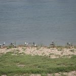 Gambut Asia Tenggara Bocor, Emisi Gas Rumah Kaca Meroket