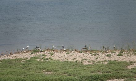 Gambut Asia Tenggara Bocor, Emisi Gas Rumah Kaca Meroket