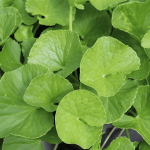 Rahasia Centella Asiatica: Lebih Dari Sekadar Penenang Kulit