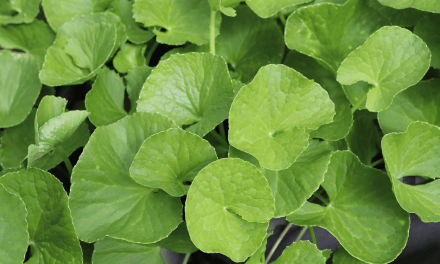 Rahasia Centella Asiatica: Lebih Dari Sekadar Penenang Kulit