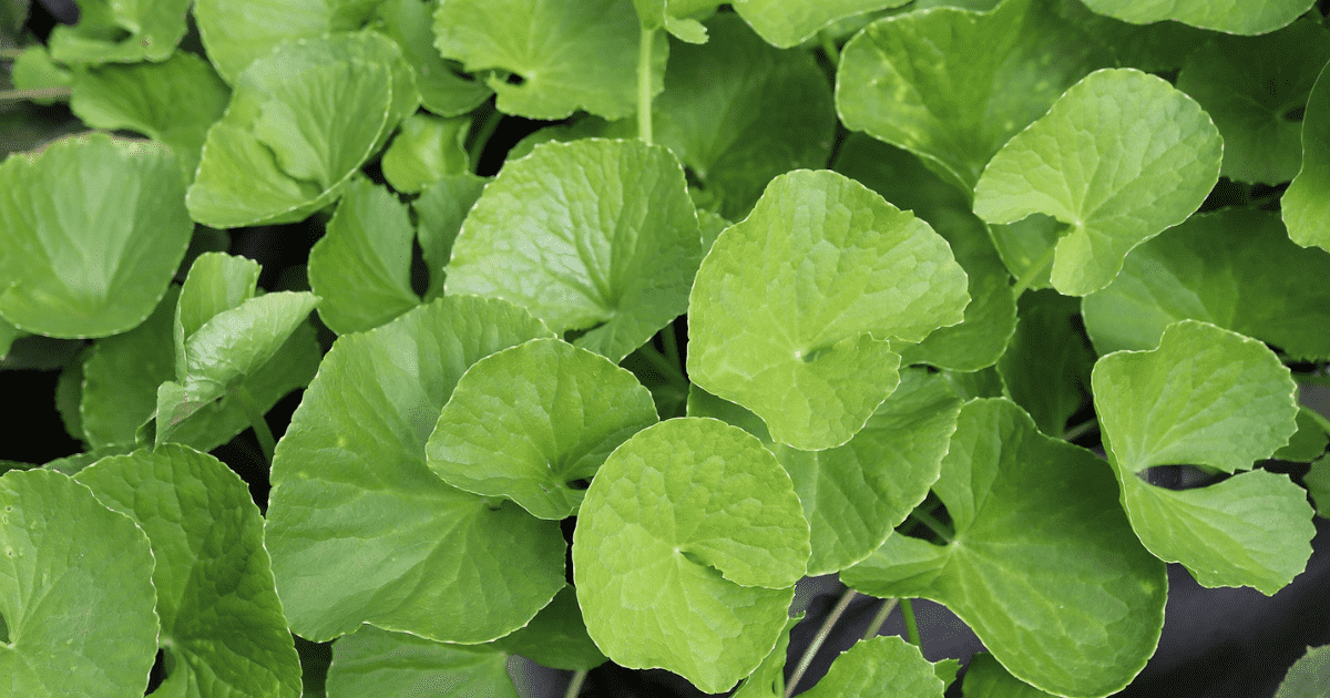 Rahasia Centella Asiatica: Lebih Dari Sekadar Penenang Kulit