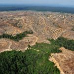 Deforestasi Legal: Cara Halus Babat Habis 26 Juta Hektar Hutan