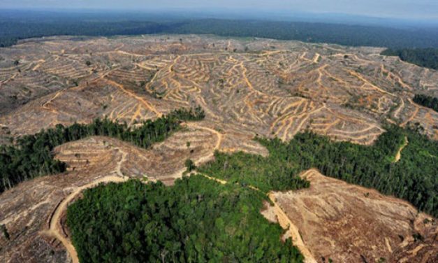 Deforestasi Legal: Cara Halus Babat Habis 26 Juta Hektar Hutan