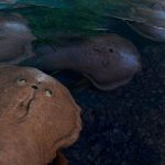 Fosil Ikan Arktik: Benarkah Ini Buyut Makhluk Berahang?