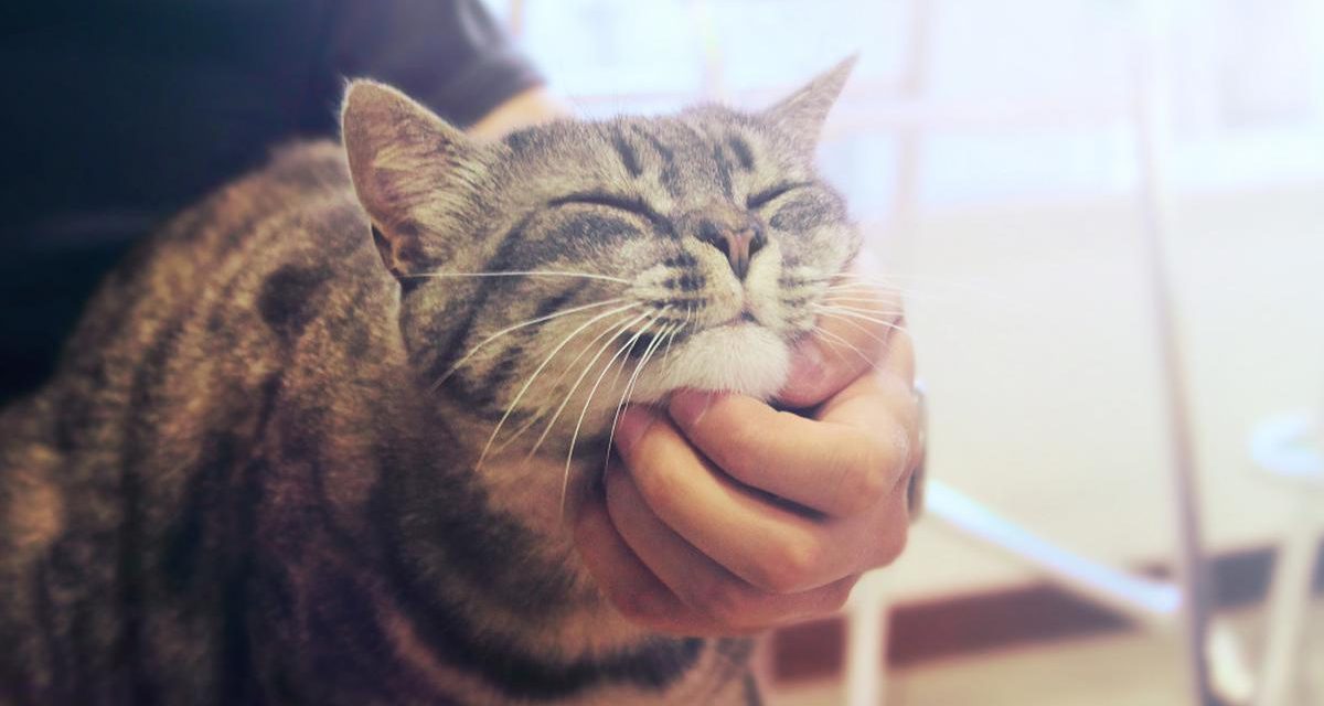 Mood Booster Gratis: Cukup Elus Kucing Atau Anjingmu