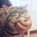 Mood Booster Gratis: Cukup Elus Kucing Atau Anjingmu