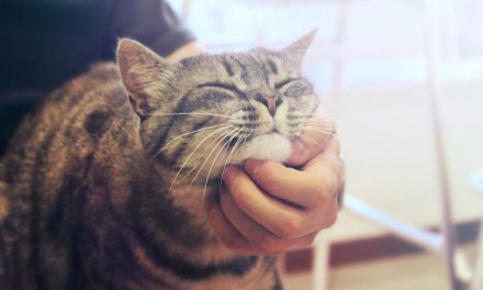 Mood Booster Gratis: Cukup Elus Kucing Atau Anjingmu