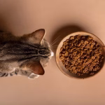 Anabul Mogok Makan? Pawrents Wajib Tahu Penyebabnya!