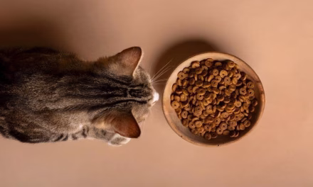 Anabul Mogok Makan? Pawrents Wajib Tahu Penyebabnya!