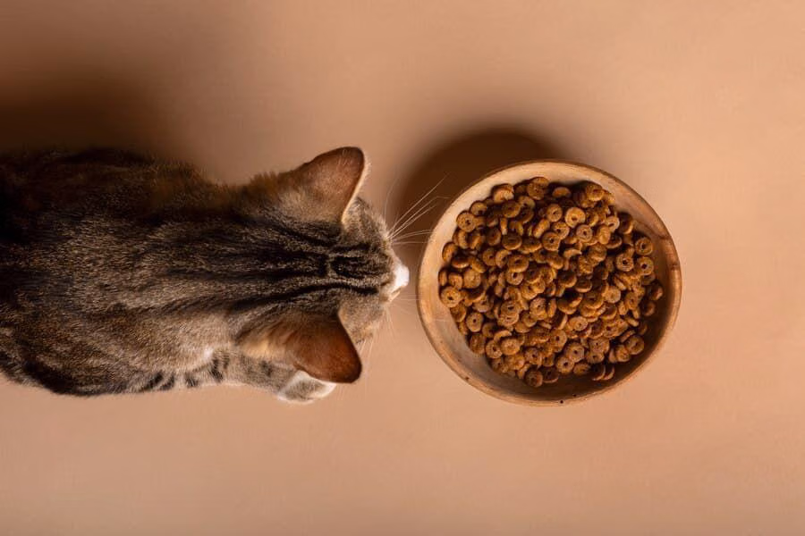 Anabul Mogok Makan? Pawrents Wajib Tahu Penyebabnya!
