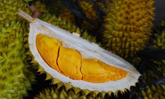 Bahaya Terlalu Banyak Makan Durian Bagi Kesehatan