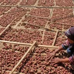Mau Tanam Bawang? Ini Rekomendasi Benih Terbaiknya