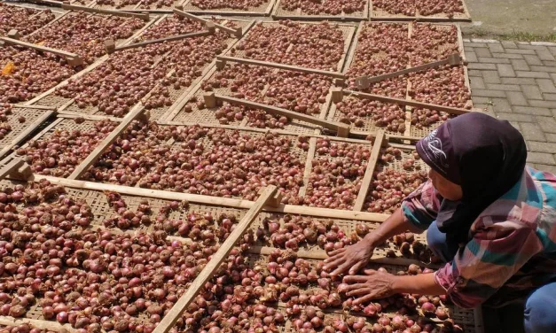 Mau Tanam Bawang? Ini Rekomendasi Benih Terbaiknya