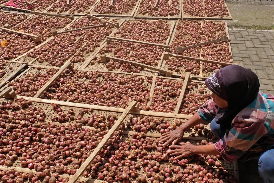 Mau Tanam Bawang? Ini Rekomendasi Benih Terbaiknya