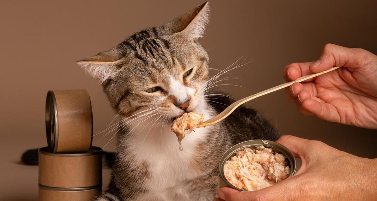 Kucing Ogah Makan? Ini Penyebab Utamanya