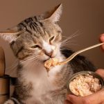 Kucing Ogah Makan? Ini Penyebab Utamanya