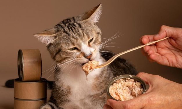 Kucing Ogah Makan? Ini Penyebab Utamanya