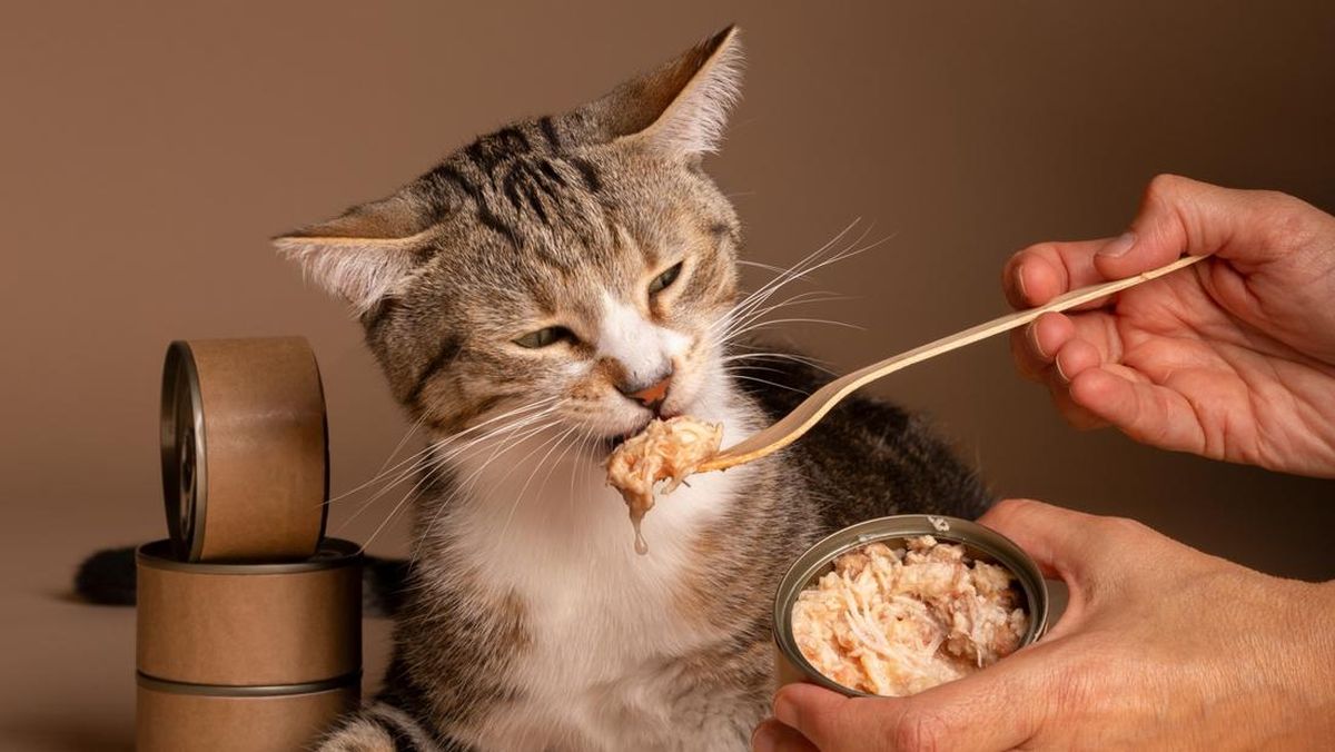 Kucing Ogah Makan? Ini Penyebab Utamanya